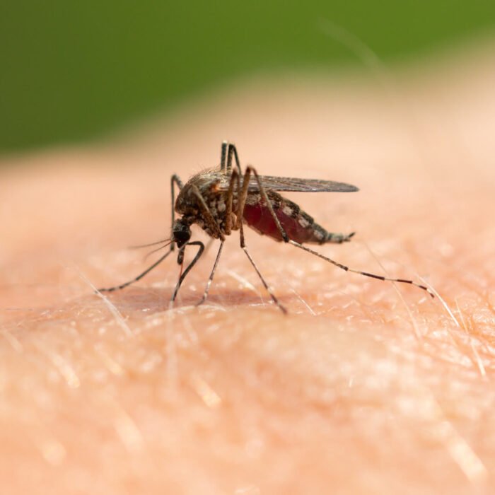 Puri Pharmacy Insect Bite Service