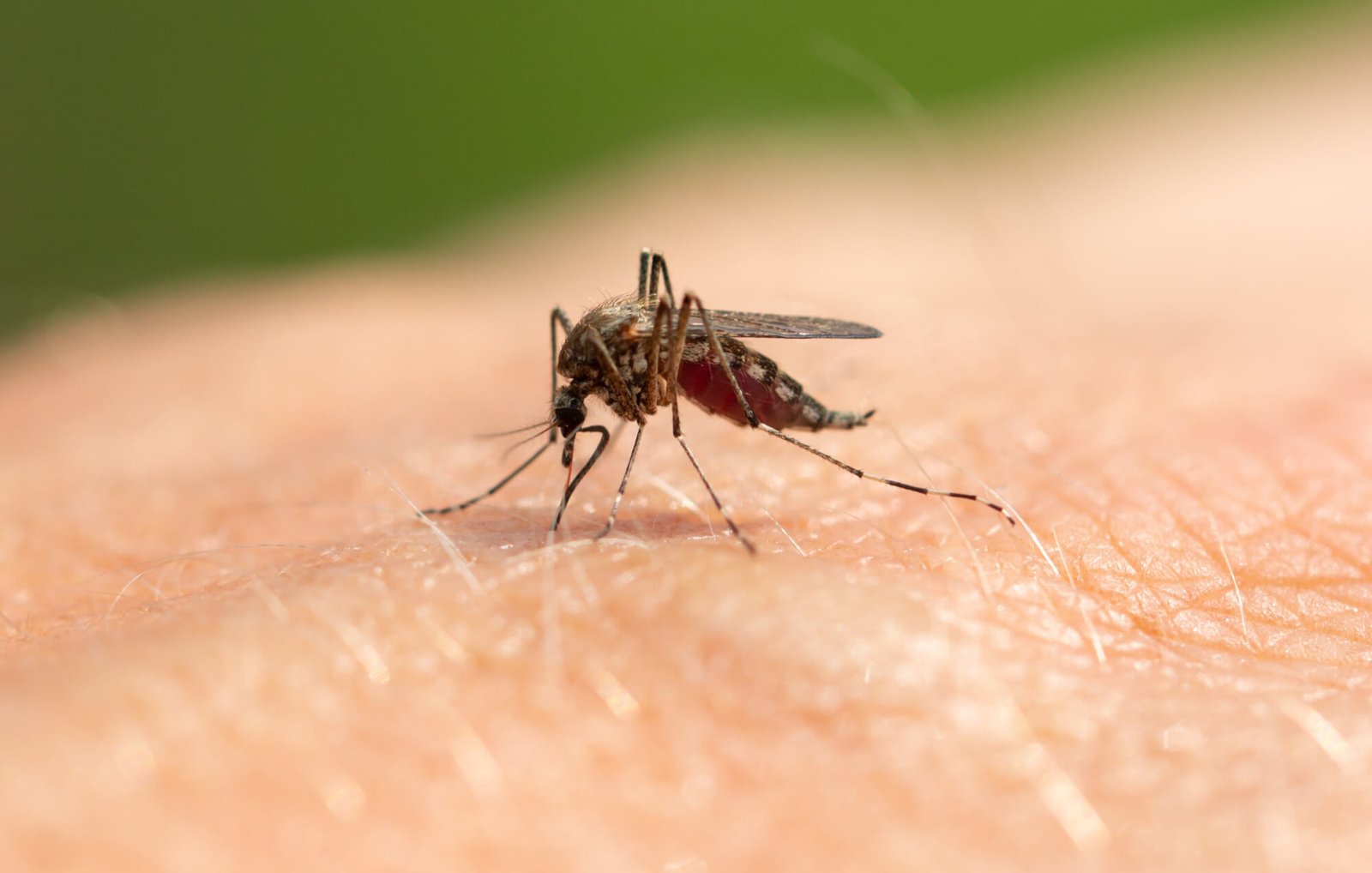 Puri Pharmacy Insect Bite Service