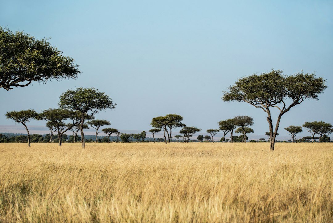 Savannah trees in the Maasai Mara, Kenya